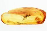 Fossil Spider (Araneae) & True Midge (Chironomidae) In Baltic Amber #328221-1